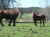 roziershauts010003.jpg